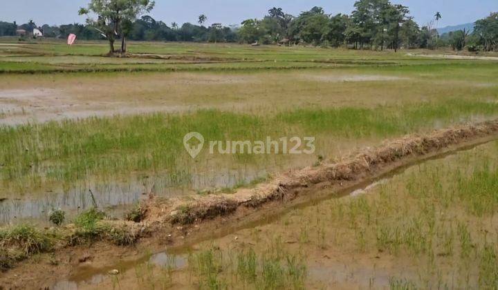 Dijual cepat  Sawah Cantik dengan view Gunung di Palopo 2