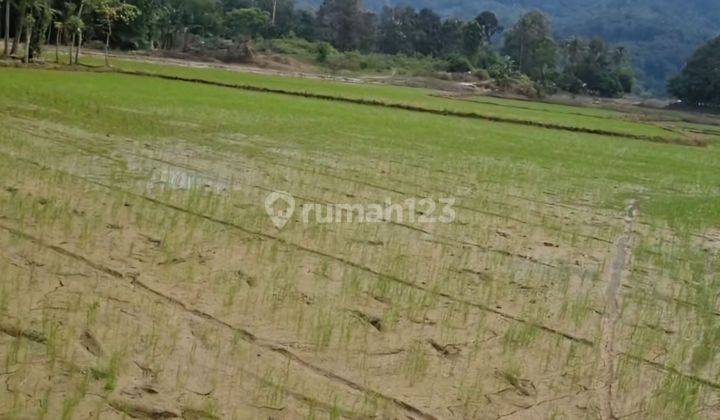 Dijual Cepat  Hanya 53rbu/M2 Sawah Cantik Dengan View Gunung Di Palopo 2