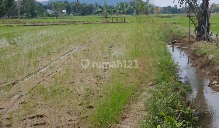 Dijual cepat  Sawah Cantik dengan view Gunung di Palopo 1