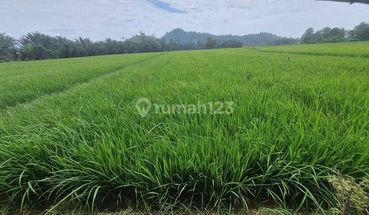 Dijual Cepat  Hanya 53rbu/M2 Sawah Cantik Dengan View Gunung Di Palopo 1