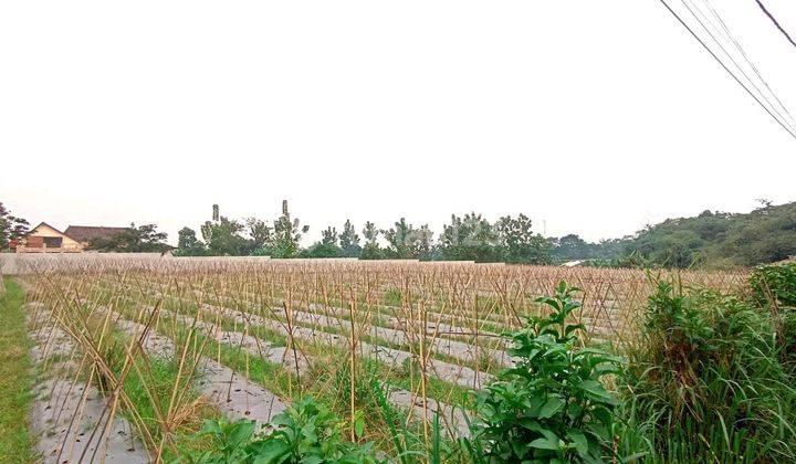 Tanah Bagus Pinggir Jalan Besar Di Kecamatan Pamijahan Bogor 1