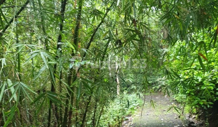 Dijual Cepat Tanah Kebun Bisa Untuk Perumahan, Daerah Bogor Dekat Rancamaya Golf, Ls: 1.5 Ha, Harga Rp. 1,5 Juta/m Nego 2