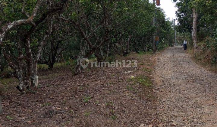 Kebon Rambutan msh Produktif 37 pohon di Maja 1