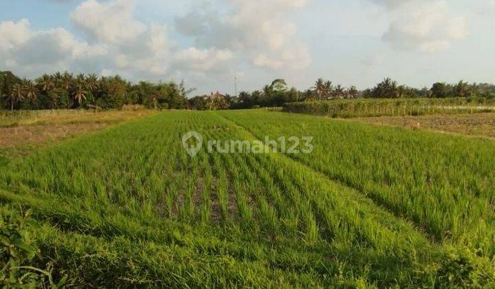 Land with Rice Field View in Kedungu Belalang Tabanan Near Canggu Nyanyi 1