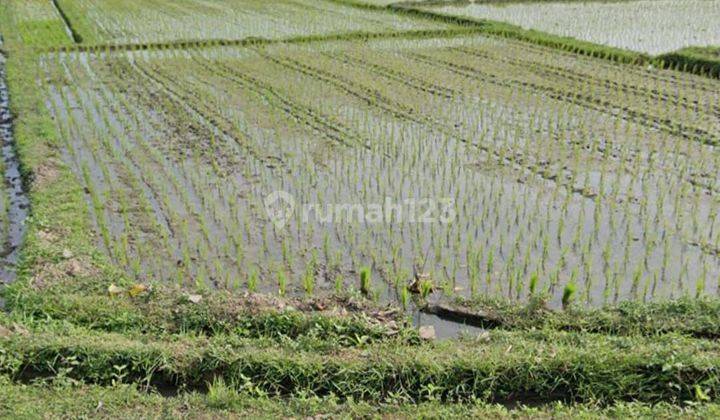 Tanah View Sawah Di Kaba Kaba Kediri Tabanan Dekat Seseh Canggu  2