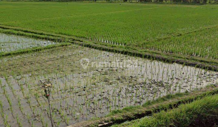 Tanah View Sawah Di Kaba Kaba Kediri Tabanan Dekat Seseh Canggu  1