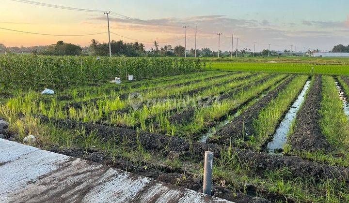 Kedungu Plot Land Tabanan Dkt Nyanyi Pantai Cinta Lot Land 1