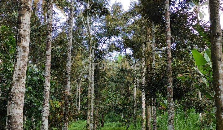 Tanah Kebun Durian Di Petang Badung Dkt Bidadari Ayung Waterfall  1