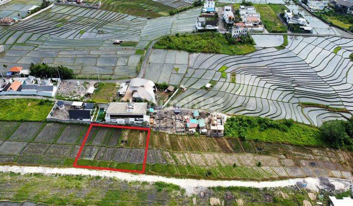 Tanah Disewakan View Sawah Di Cemagi Mengwi Dekat Seseh Canggu  1