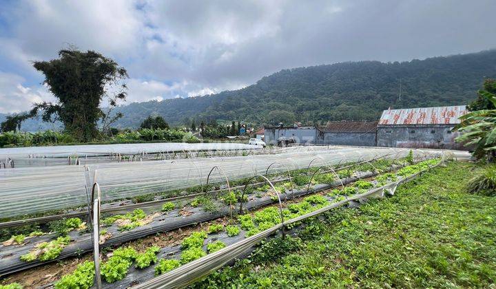 Tanah Murah Danau Buyan Pancasari Buleleng Singaraja Dkt Bedugul 1