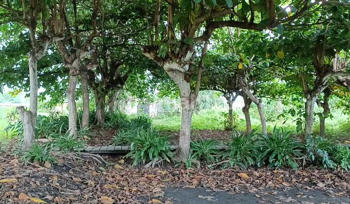 Land of Los Pantai Padanggalak Sanur # Ngurah Rai Bypass Port