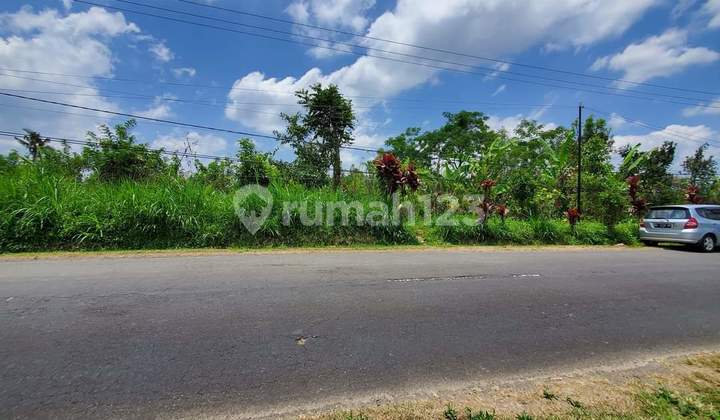 Cheap Land Sidan Bend Plaga Badung Afternoon Near Catur Kintamani Cheap Land Sidan Bend Plaga Badung Afternoon Near Catur Kintamani