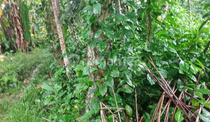 Tanah 15 Are Di Kelusa Payangan Gianyar Dkt Bresela Keliki Ubud Tanah 15 Are Di Kelusa Payangan Gianyar Dkt Bresela Keliki Ubud