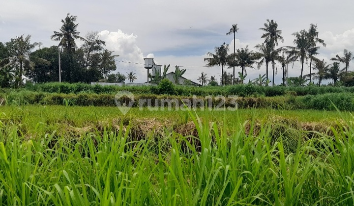 Tanah Murah Di Permata Pering Blahbatuh Gianyar Dkt Pantai Saba