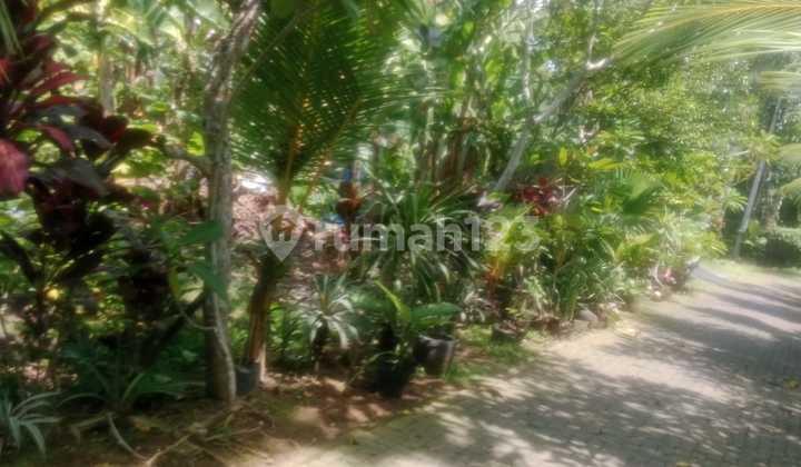 Tanah 3,2 Are di Beringin Dalung Dekat Canggu Kerobokan Padonan