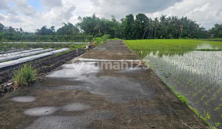 Tanah 5 Are Di Kedungu Belalang Tabanan Dekat Ke Beach Love 