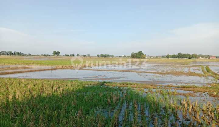 Tanah Kawasan Bojong Teluk Jambe Karawang Luas 11.210 m² Rp 400 Rb/Meter