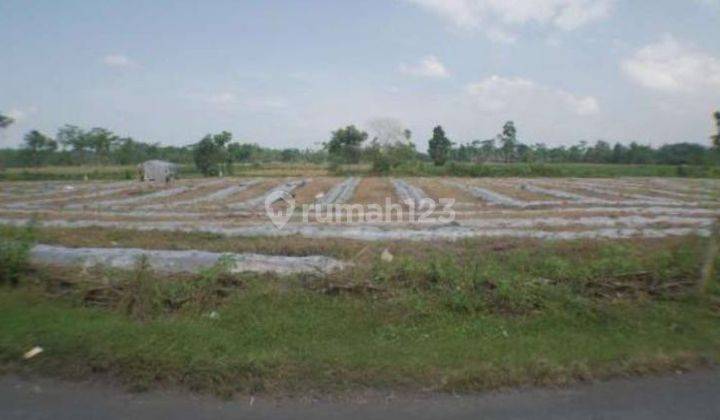 Tanah Pertanian Produktif Luas 2,4 Ha di Tempeh Lor, Lumajang 4