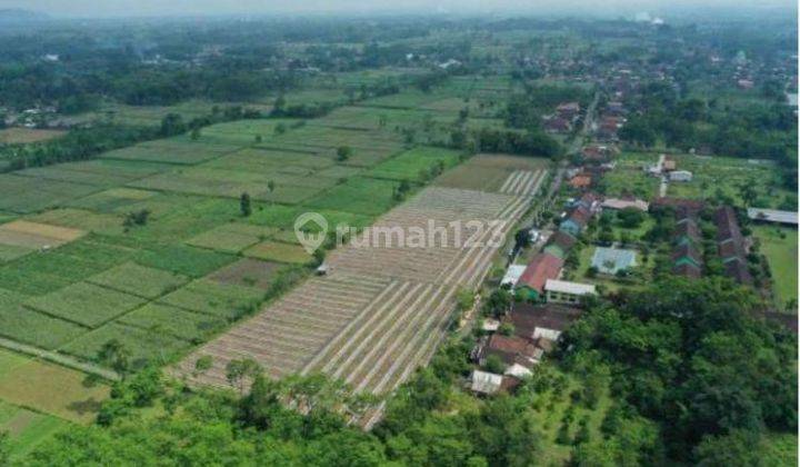 Tanah Pertanian Produktif Luas 2,4 Ha di Tempeh Lor, Lumajang 3