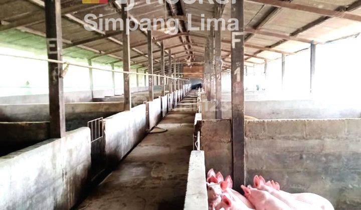 Dijual Tanah Murah Peternakan Babi di Kopeng Salatiga (11.235-AUD)  1