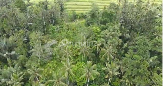 TANAH BU DI UBUD BALI 1.058HA - 1JT/M 2