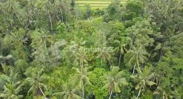 TANAH BU DI UBUD BALI 1.058HA - 1JT/M 1