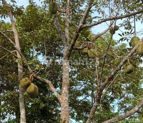 Tanah Kebun Durian Monthong Di Jln .raya Koba Luas 10ha Shm Bangka Tengah  2