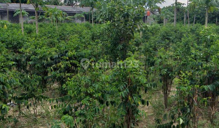 Di Jual Tanah Murah Lokasi Di Bangka Belitung 10