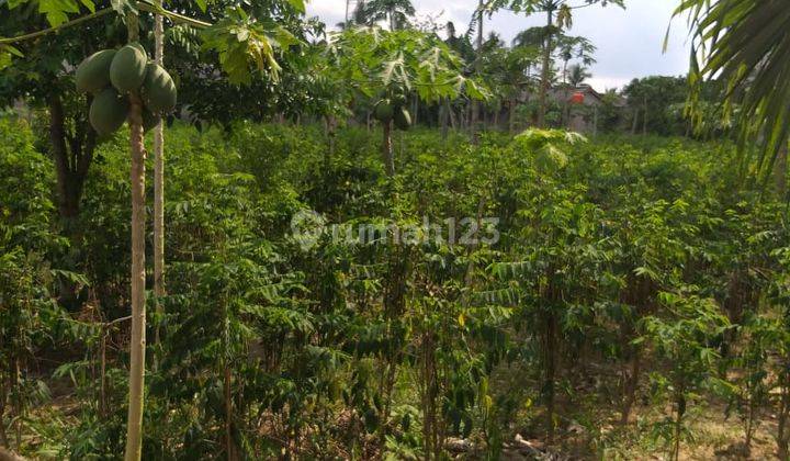 Di Jual Tanah Murah Lokasi Di Bangka Belitung 16