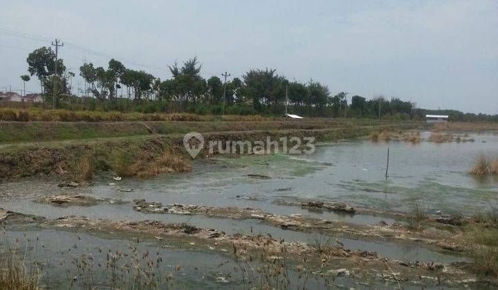 Jual Tanah Cocok Utk Tambak, Budidaya Ikan Di Dampyak-tegal 2