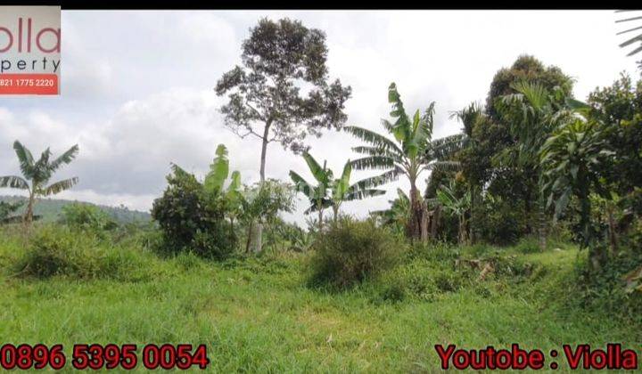 Di Jual Tanah Kebun Lokasi Kutawaringin Kota Cianjur 1