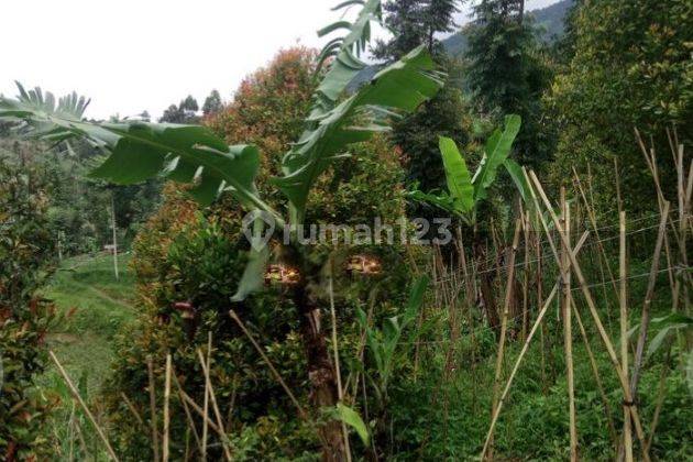 Cisarua Tanah Dekat Sekolah Polisi Mainroad Perkebunan Integritas 2