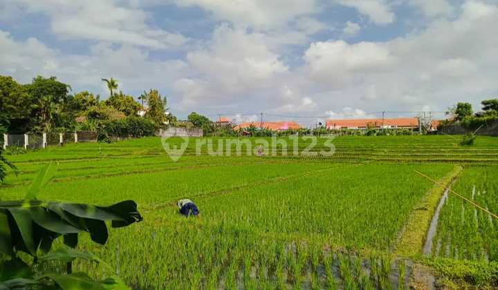 Cheapest Price In Umalas Area, Good Deal For Investor, For Sale Land In Umalas Cheapest Price In Umalas Area, Good Deal For Investor, For Sale Land In Umalas