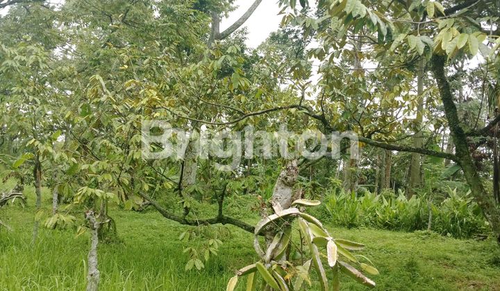 DURIAN LAND 3432 SQUARE METERS CHEAP 500K/M SHM PASURUAN