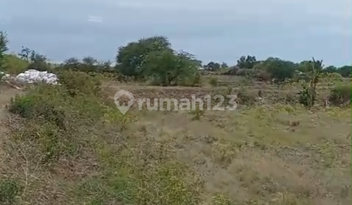 Lahan Raya Pantura Tuban 8 Hektar Murah 650rb/m