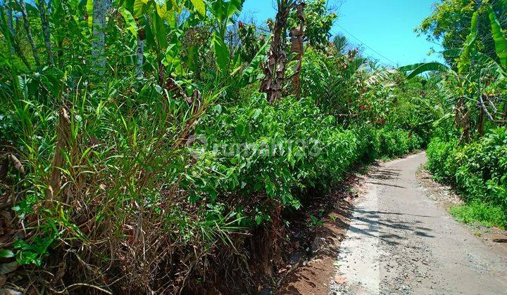 Dijual Kebun Kopi Robusta Dan Cokelat Di Buleleng 2