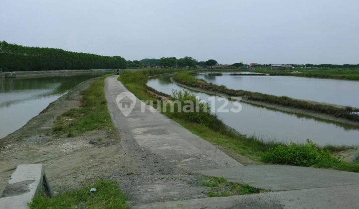 Tambak Bagus Siap Bisnis Ikan Karang Tengah Ronggolawe Demak