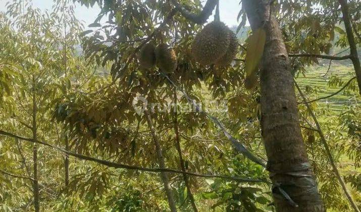 Tanah Bagus Kebun Durian Siap Panen Limbangan Boja Kab Kendal 2
