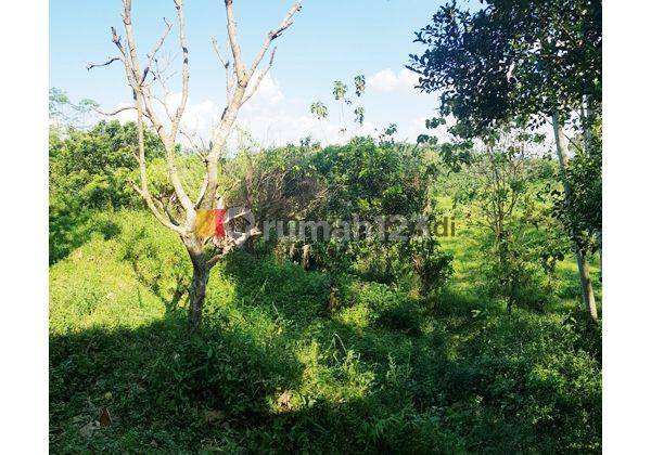  Kavling di Pakintelan Gunungpati Semarang 1