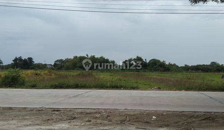 Tanah Sawah Bisa Dikeringkan tepi jalan raya  7