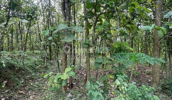 Tanah Pertanian Full Pohon Jati di Andong Boyolali 2