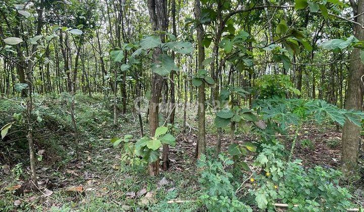Tanah Pertanian Full Pohon Jati di Andong Boyolali 3