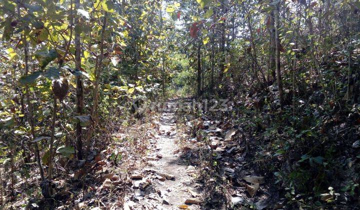 Tanah Pekarangan Murah Plus Tanaman Jati di Wonogiri 4