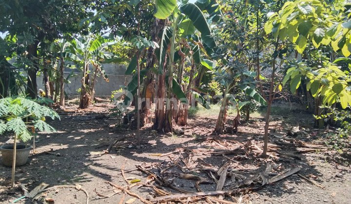 Tanah Murah Lokasi Strategis Cocok Untuk Dagang dan Usaha Tanah Murah Lokasi Strategis Cocok Untuk Dagang dan Usaha