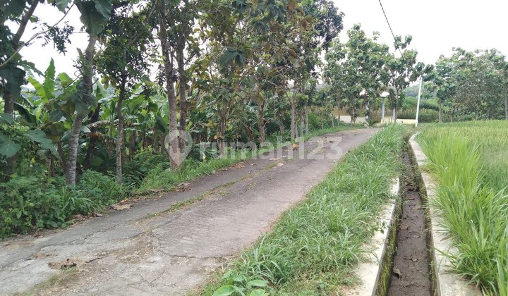 Tanah Sawah Murah Cocok Untuk Usaha Peternakan