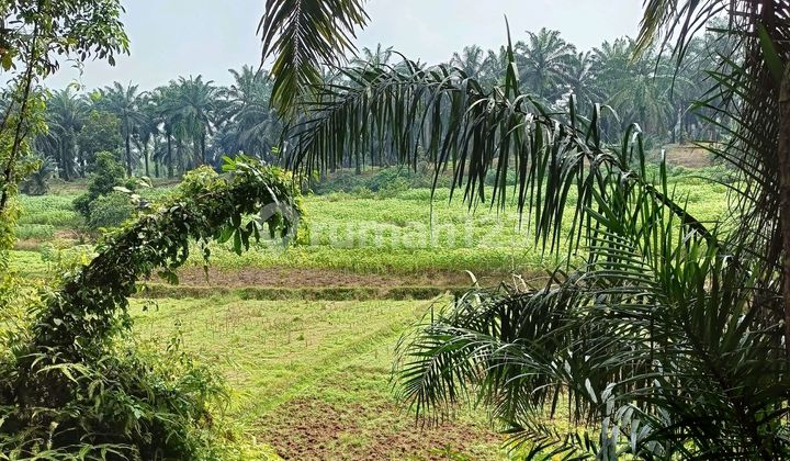 Plantation Land in Parung, Bogor