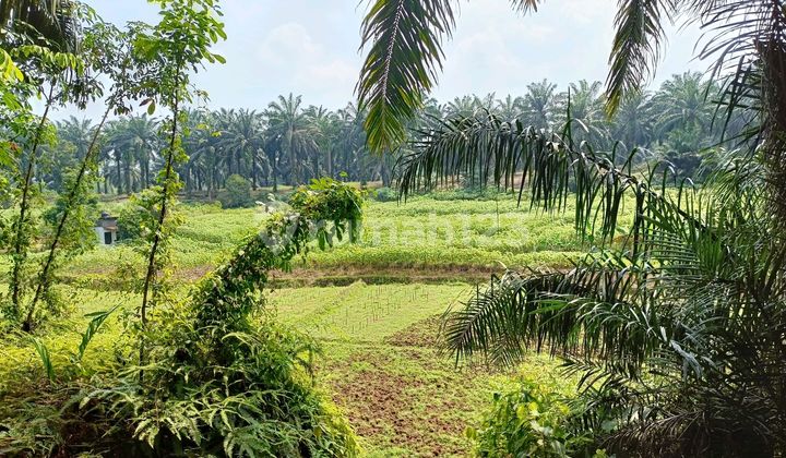 Plantation Land in Parung, Bogor