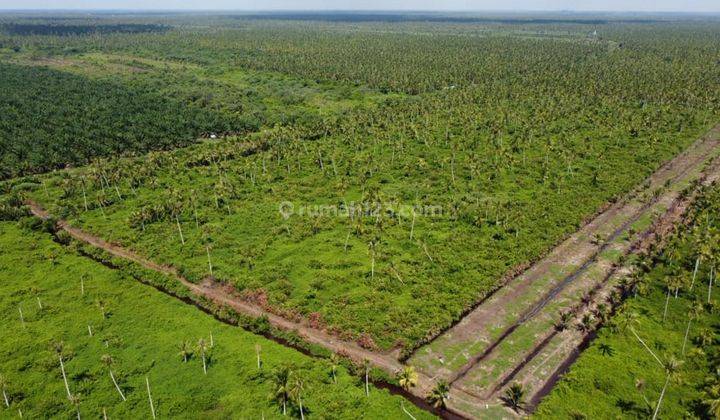 Dijual Tanah Produktif Peniti Luar Kalimantan Barat 1