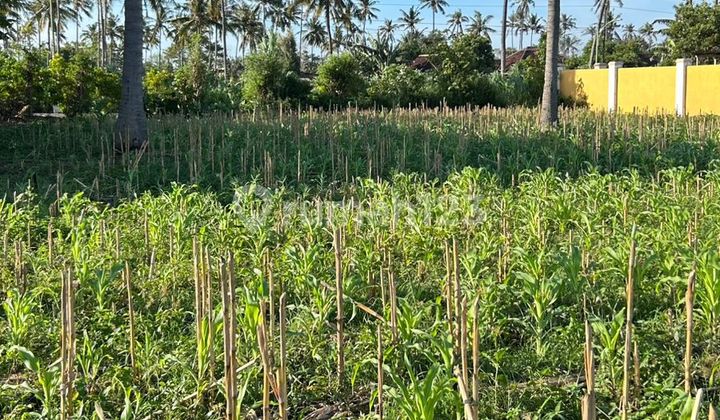 Dijual Tanah Di Bangsring Lokasi Strategis Akses Jalan Paving Dijual Tanah Di Bangsring Lokasi Strategis Akses Jalan Paving