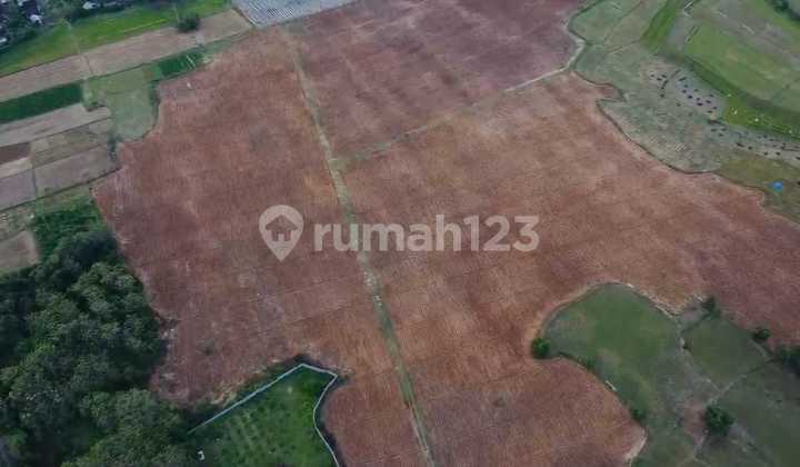 For Sale Fertile Agricultural Land In Rembang Central Java Cheap Negotiable